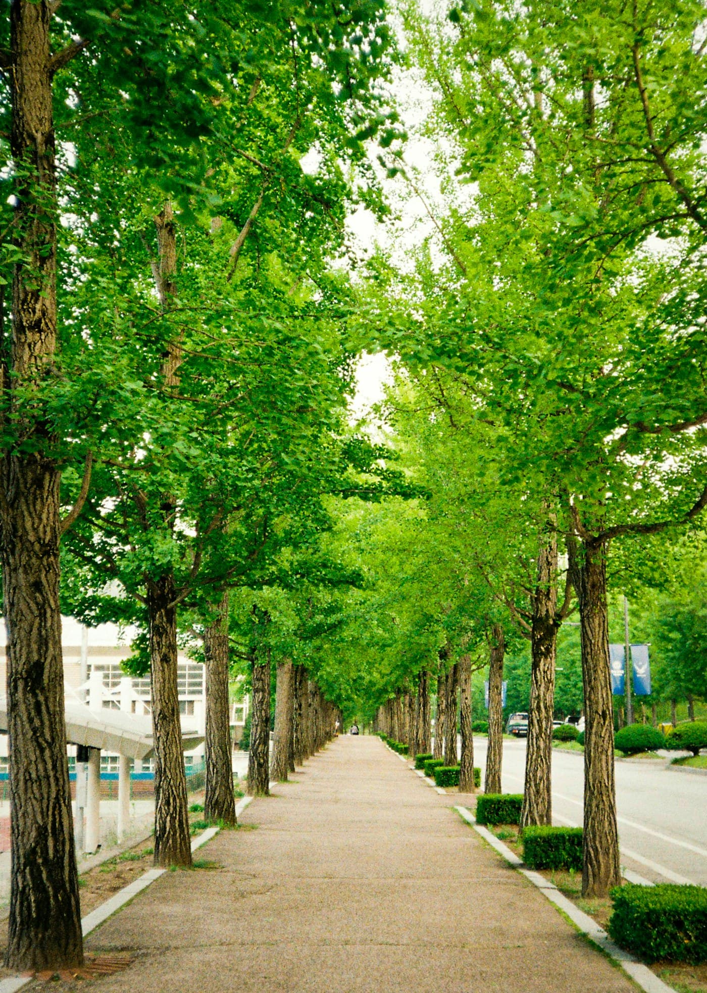 Tree-lined campus path in Korea